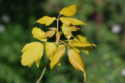 Acer negundo 'Odessanum' - javor jasanolistý 'Odessanum' - jarní výhonky